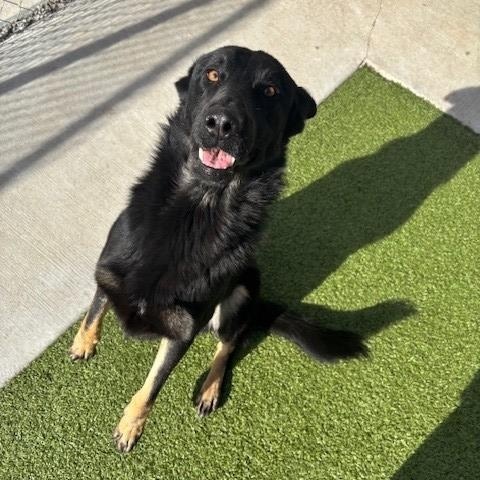 Enlarge Dutch , a ADOPTABLE mixed breed in Fayetteville, AR image 5/5