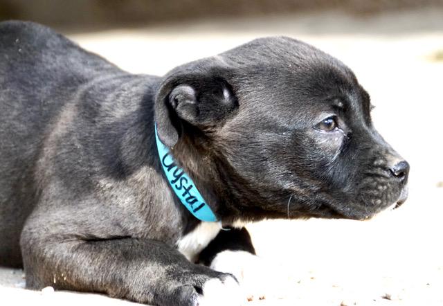 Crystal Cutiepie — thumbnail 3