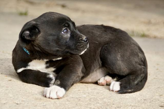 Crystal Cutiepie — thumbnail 4