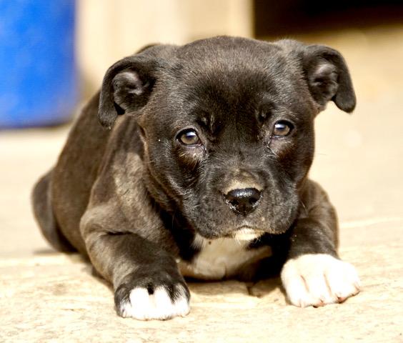 Crystal Cutiepie — thumbnail 5