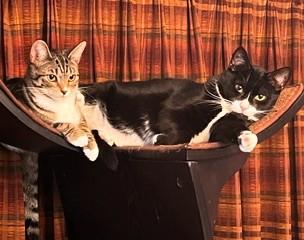 Enlarge Peter and Cindy, a ADOPTABLE Domestic Short Hair in Wayland, MA image 2/6