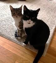Enlarge Peter and Cindy, a ADOPTABLE Domestic Short Hair in Wayland, MA image 4/6