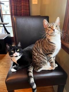 Peter and Cindy, ADOPTABLE, Young Male Domestic Short Hair.