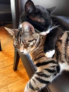 Enlarge Peter and Cindy, a ADOPTABLE Domestic Short Hair in Wayland, MA image 5/6