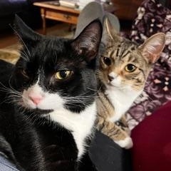 Enlarge Peter and Cindy, a ADOPTABLE Domestic Short Hair in Wayland, MA image 6/6