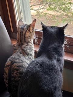 Enlarge Peter and Cindy, a ADOPTABLE Domestic Short Hair in Wayland, MA image 3/6