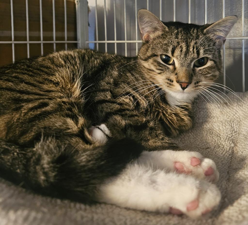 Momma T, Adoptable, Young Female Domestic Short Hair.