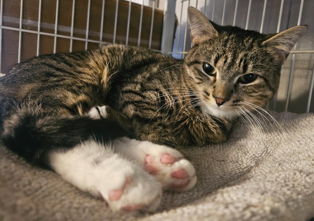 Momma T, a Adoptable mixed breed in Shell Lake, WI image 2/3