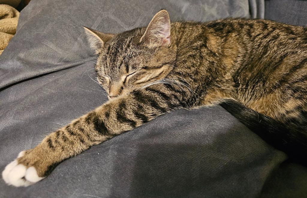 Momma T, a Adoptable mixed breed in Shell Lake, WI image 3/3