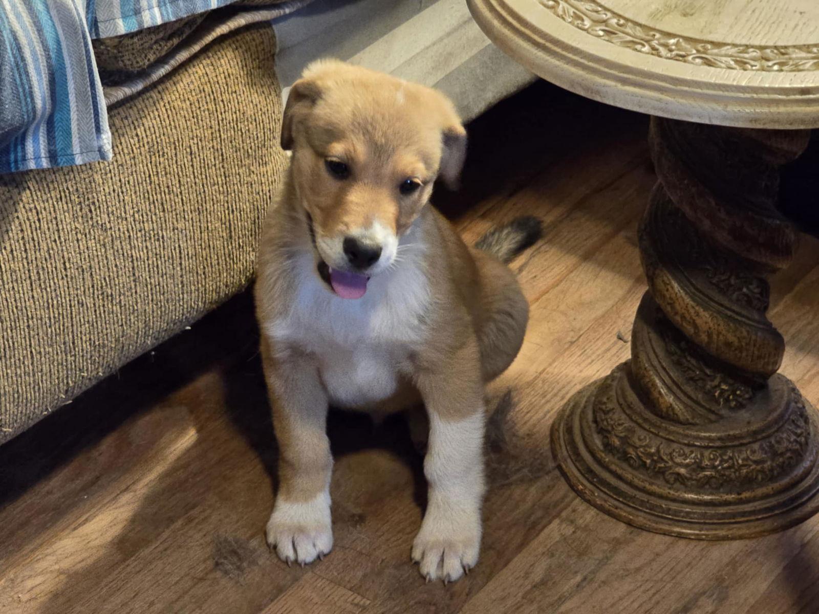 Arthur, Adopted, Young Male Mixed Breed.