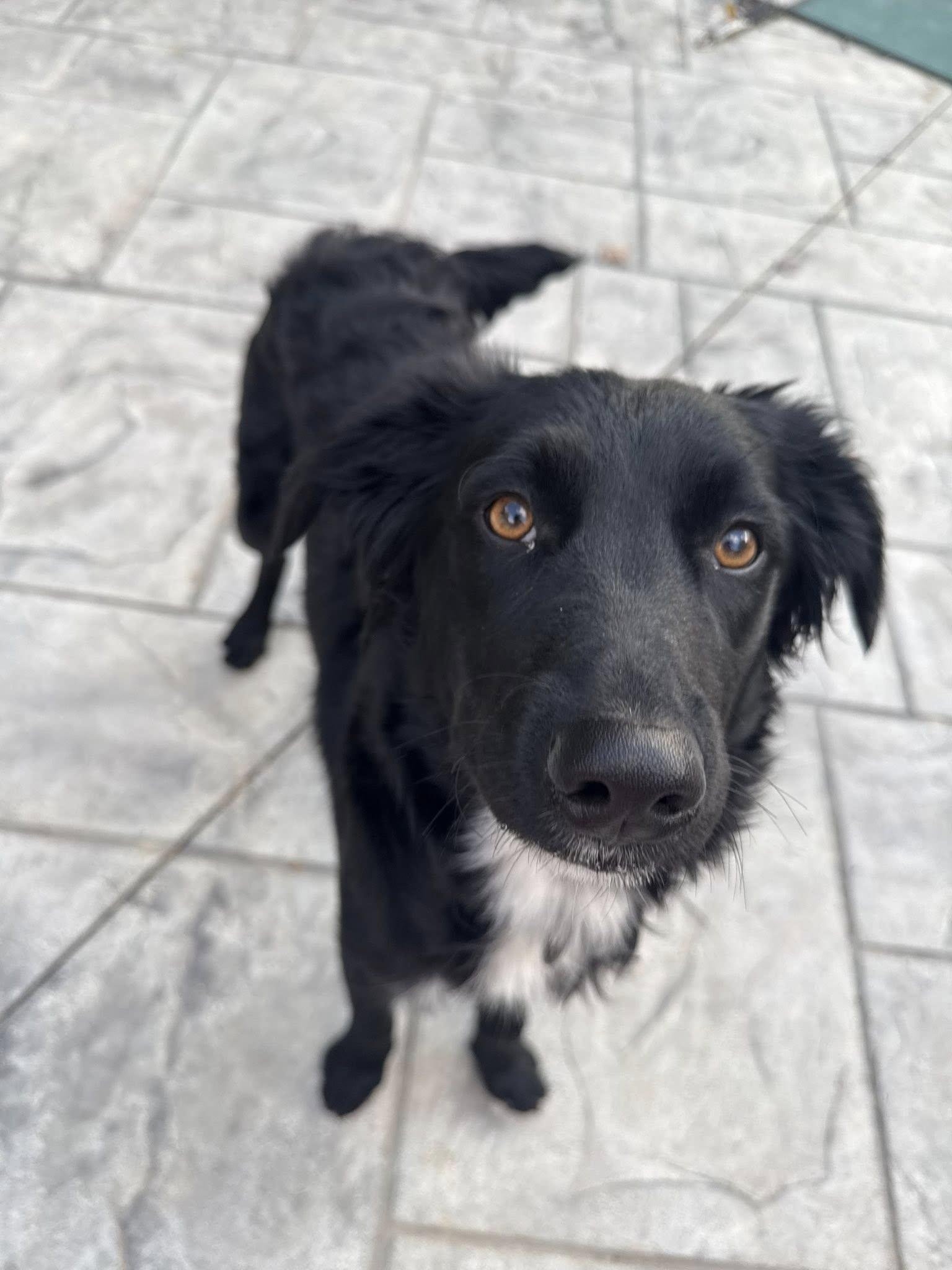 Reese, Adoptable, Adult Female Retriever.