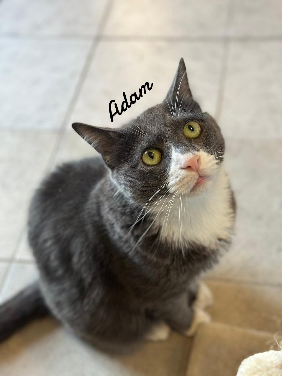 Adam, Adoptable, Young Male Domestic Short Hair.