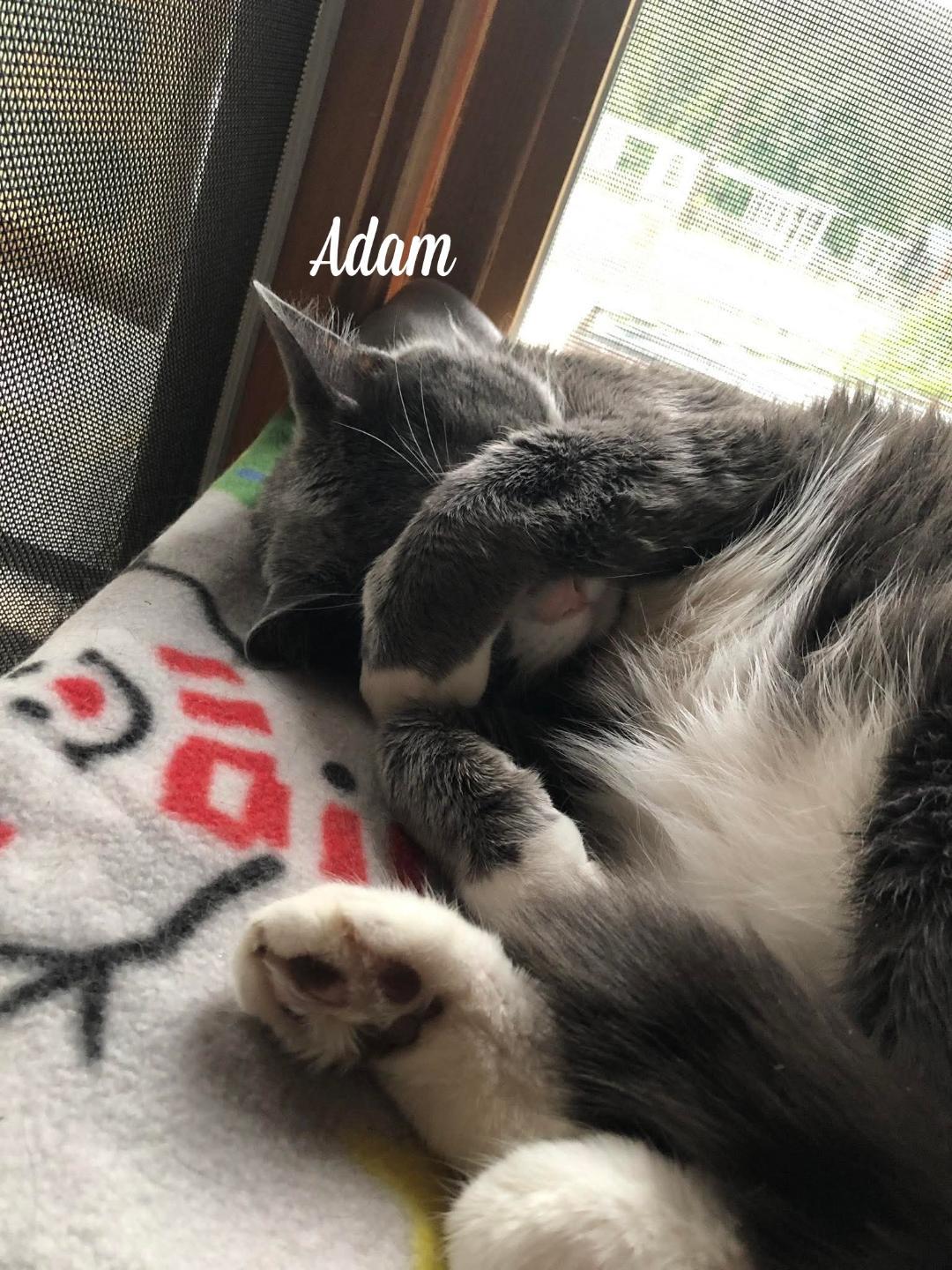 Enlarge Adam, a Adoptable Domestic Short Hair in Naugatuck, CT image 2/3