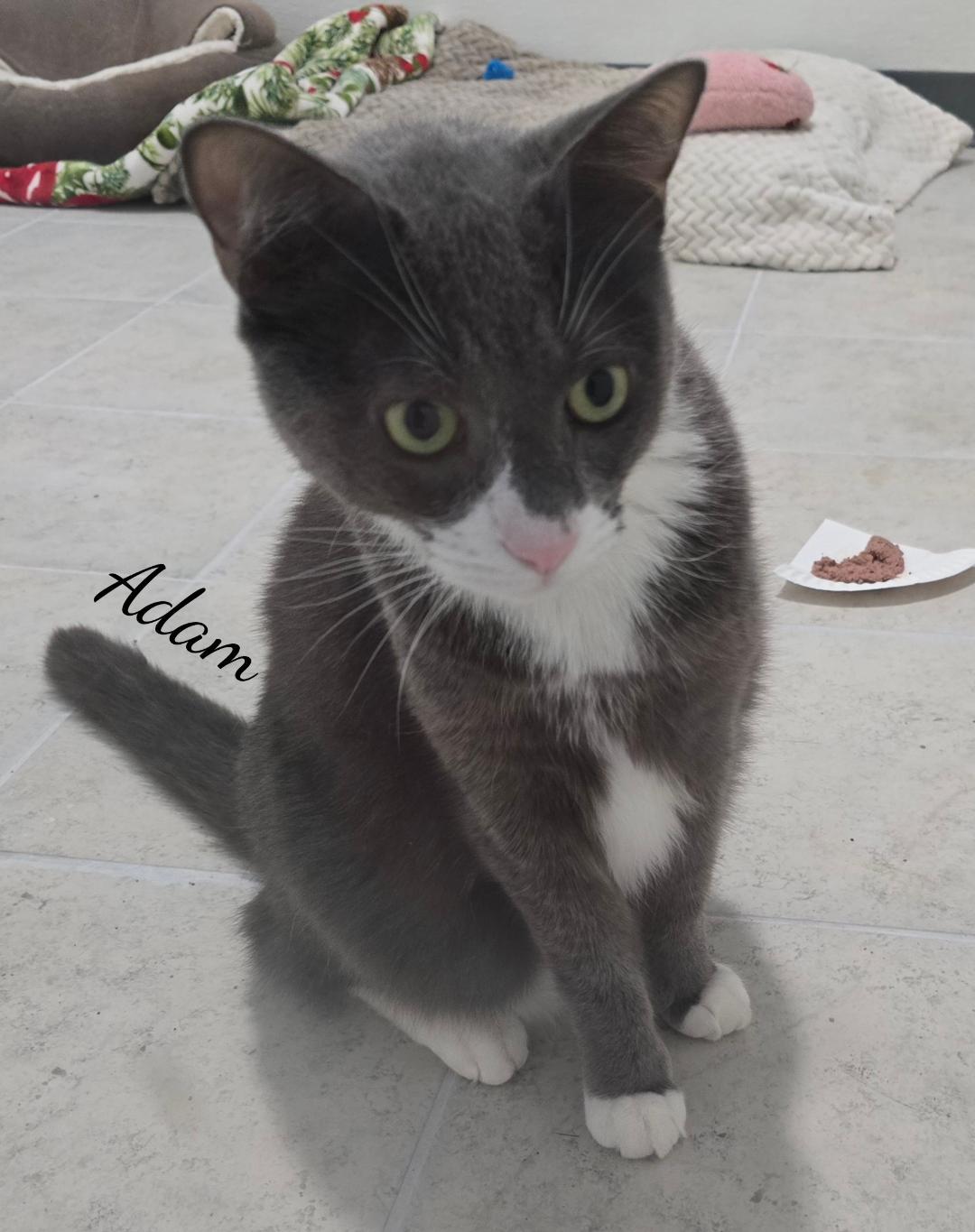 Enlarge Adam, a Adoptable Domestic Short Hair in Naugatuck, CT image 3/3