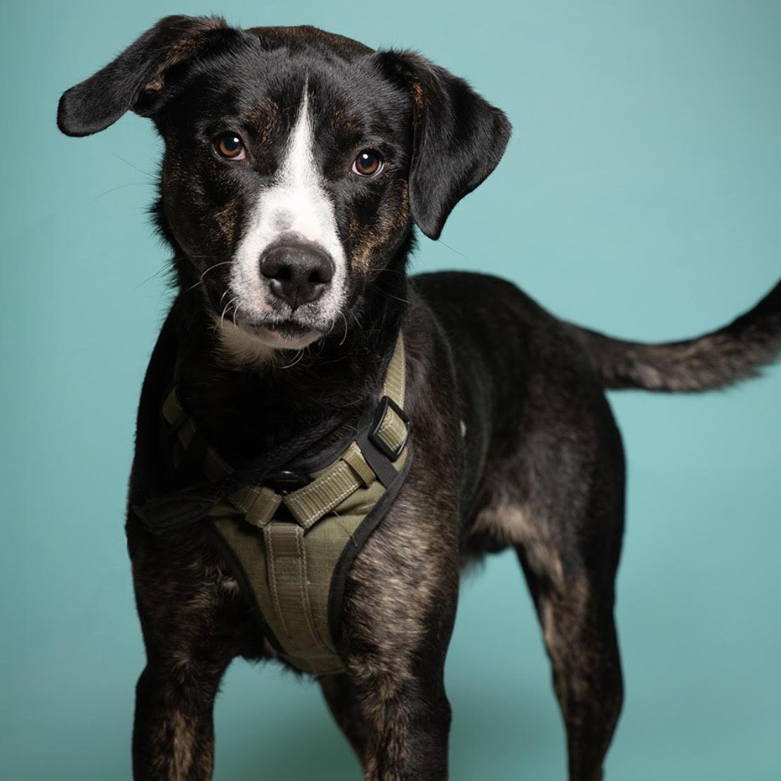 Scampi, a Adoptable mixed breed in West Jefferson, OH image 2/4