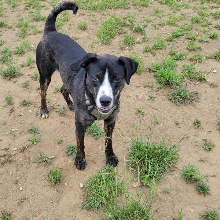 Scampi, a Adoptable mixed breed in West Jefferson, OH image 4/4