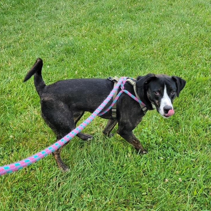 Scampi, a Adoptable mixed breed in West Jefferson, OH image 3/4