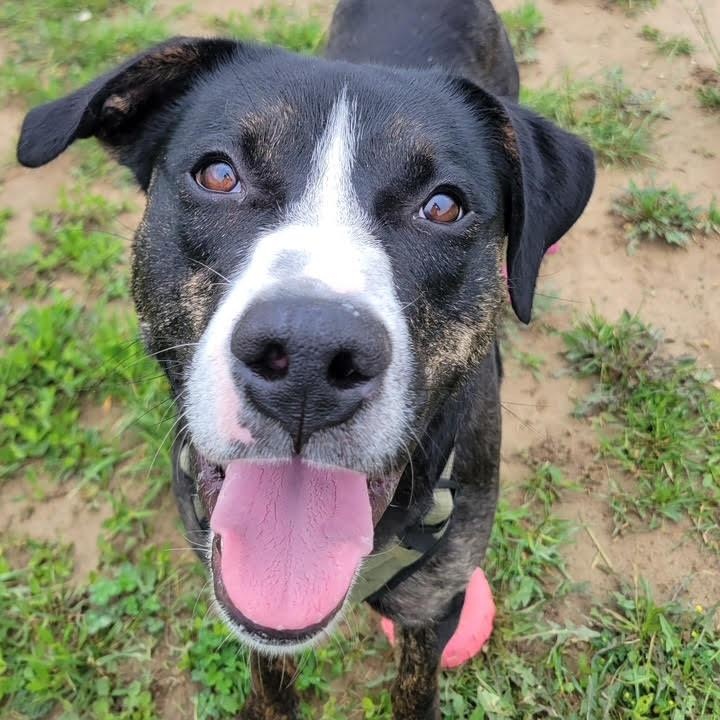 Scampi, Adoptable, Adult Male Black Labrador Retriever & Hound.