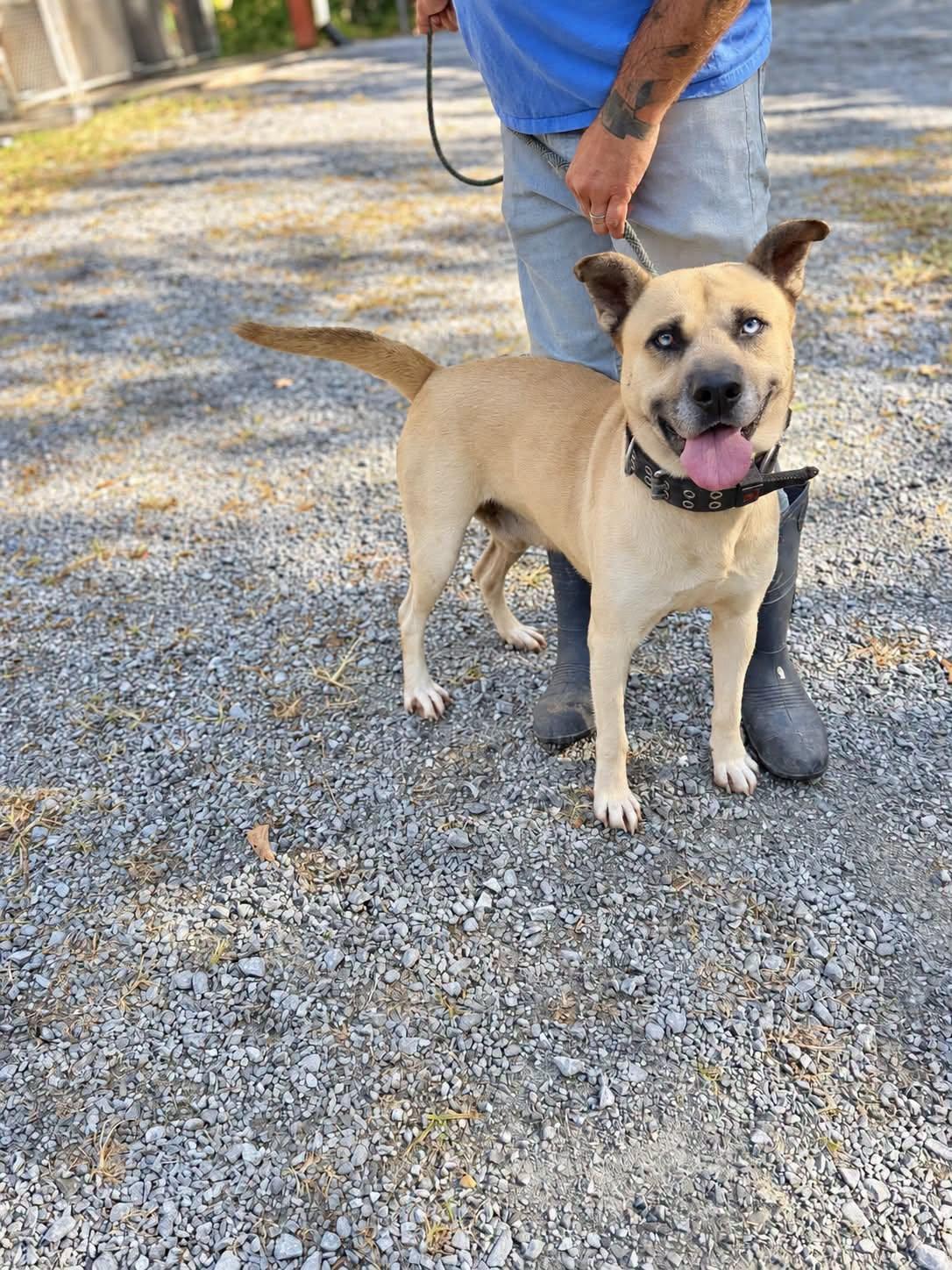 Enlarge Finn, a Adoptable mixed breed in Elizabethtown, NC image 1/2