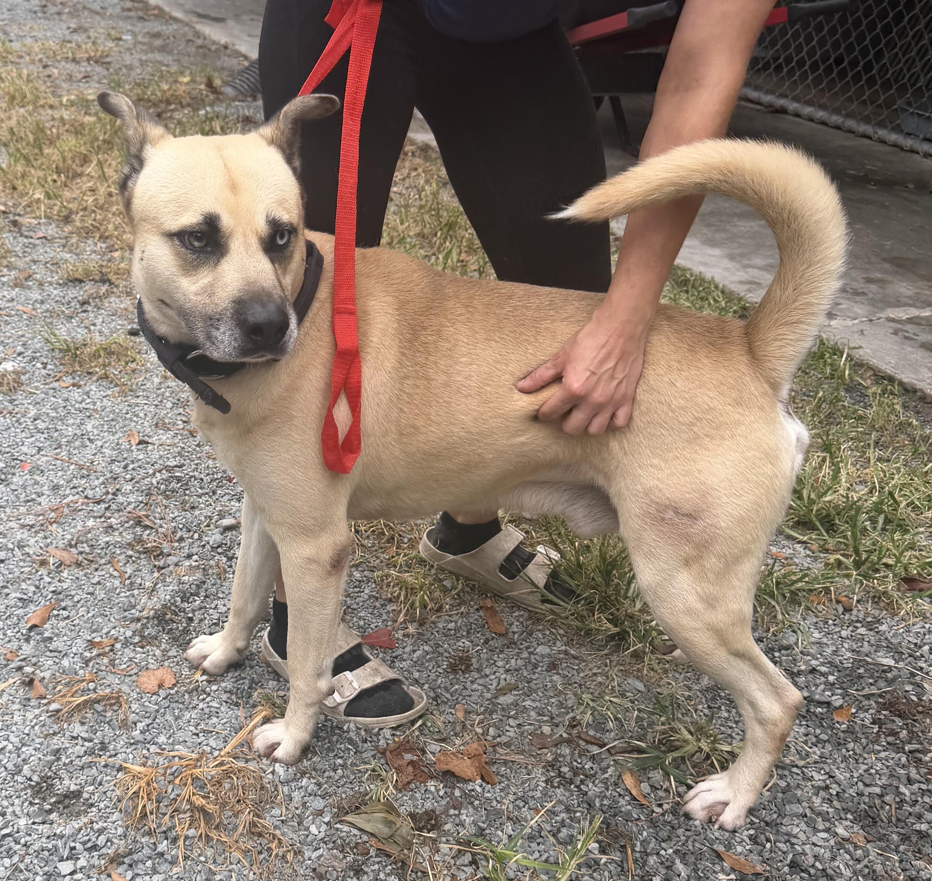 Enlarge Finn, a Adoptable mixed breed in Elizabethtown, NC image 2/2