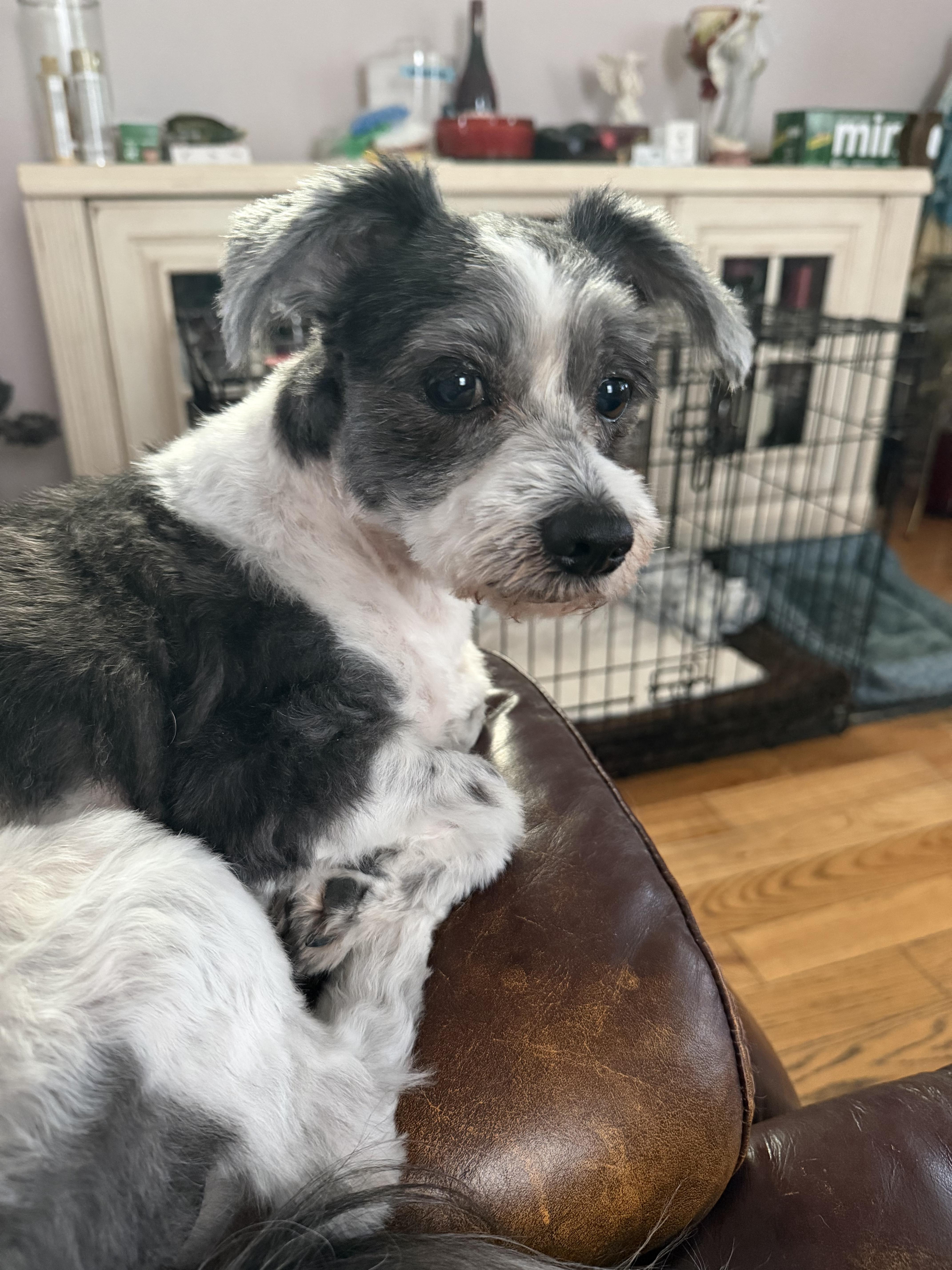 Enlarge Wilson-Maltese mix (In NJ) PARTIALLY SPONSORED FEE, a Adopted mixed breed in Torrington, CT image 6/6