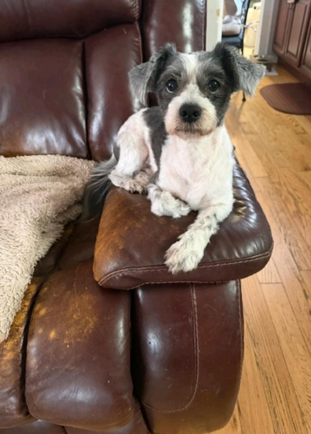 Enlarge Wilson-Maltese mix (In NJ) PARTIALLY SPONSORED FEE, a Adopted mixed breed in Torrington, CT image 1/6