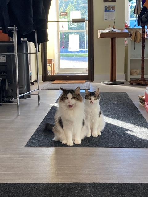 Enlarge Chandler *, a Adoptable Domestic Long Hair in Douglas, MI image 1/6