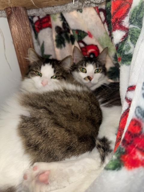 Enlarge Chandler *, a Adoptable Domestic Long Hair in Douglas, MI image 2/6