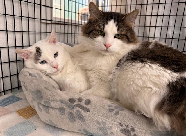 Enlarge Chandler *, a Adoptable Domestic Long Hair in Douglas, MI image 4/6