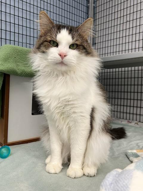 Enlarge Chandler *, a Adoptable Domestic Long Hair in Douglas, MI image 3/6