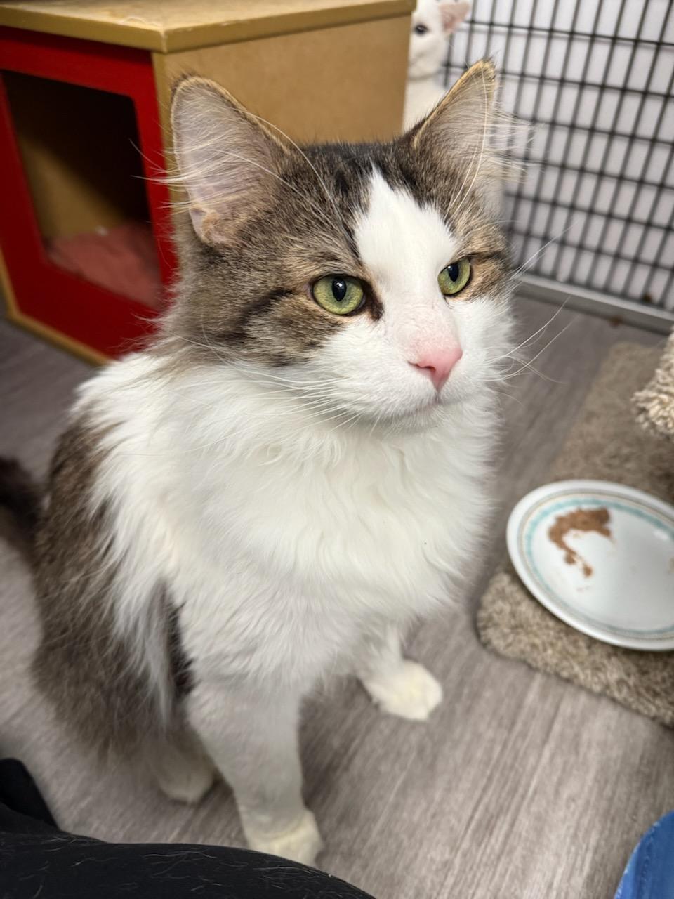 Enlarge Chandler *, a Adoptable Domestic Long Hair in Douglas, MI image 6/6