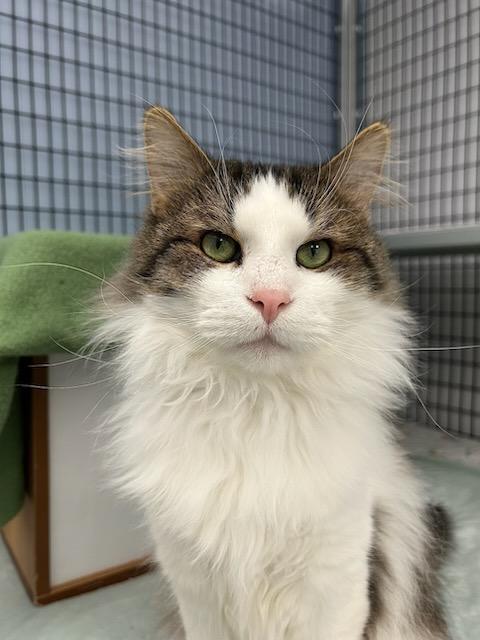 Enlarge Chandler *, a Adoptable Domestic Long Hair in Douglas, MI image 5/6