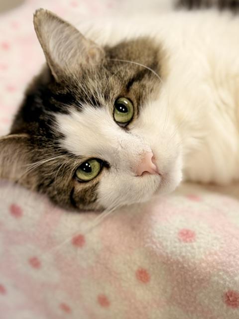Chandler *, Adoptable, Adult Male Domestic Long Hair.