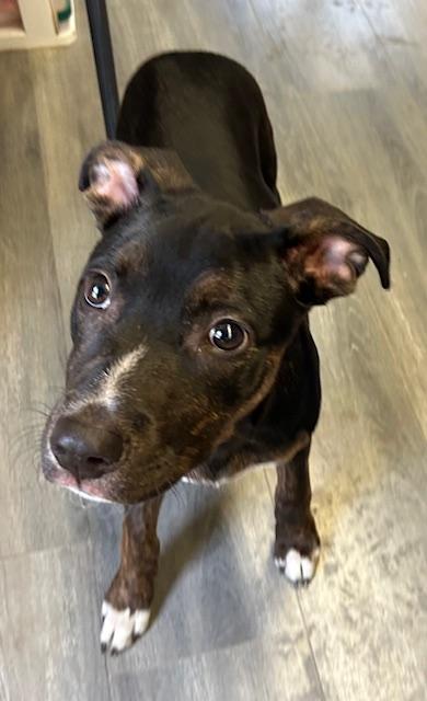 Enlarge Pebbles, a Adoptable mixed breed in West Memphis, AR image 1/1