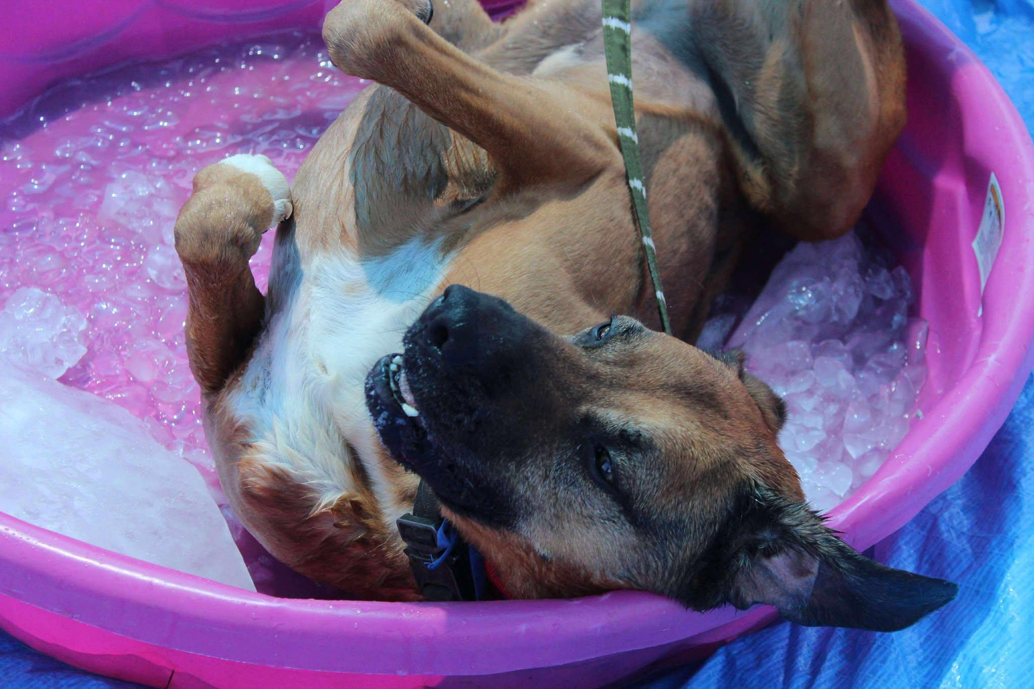 Rusty, Adoptable, Adult Male Black Mouth Cur.