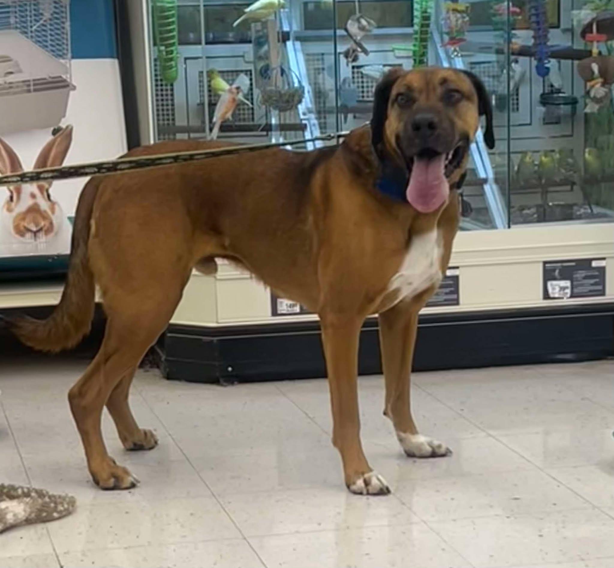 Rusty, Adoptable, Adult Male Black Mouth Cur.