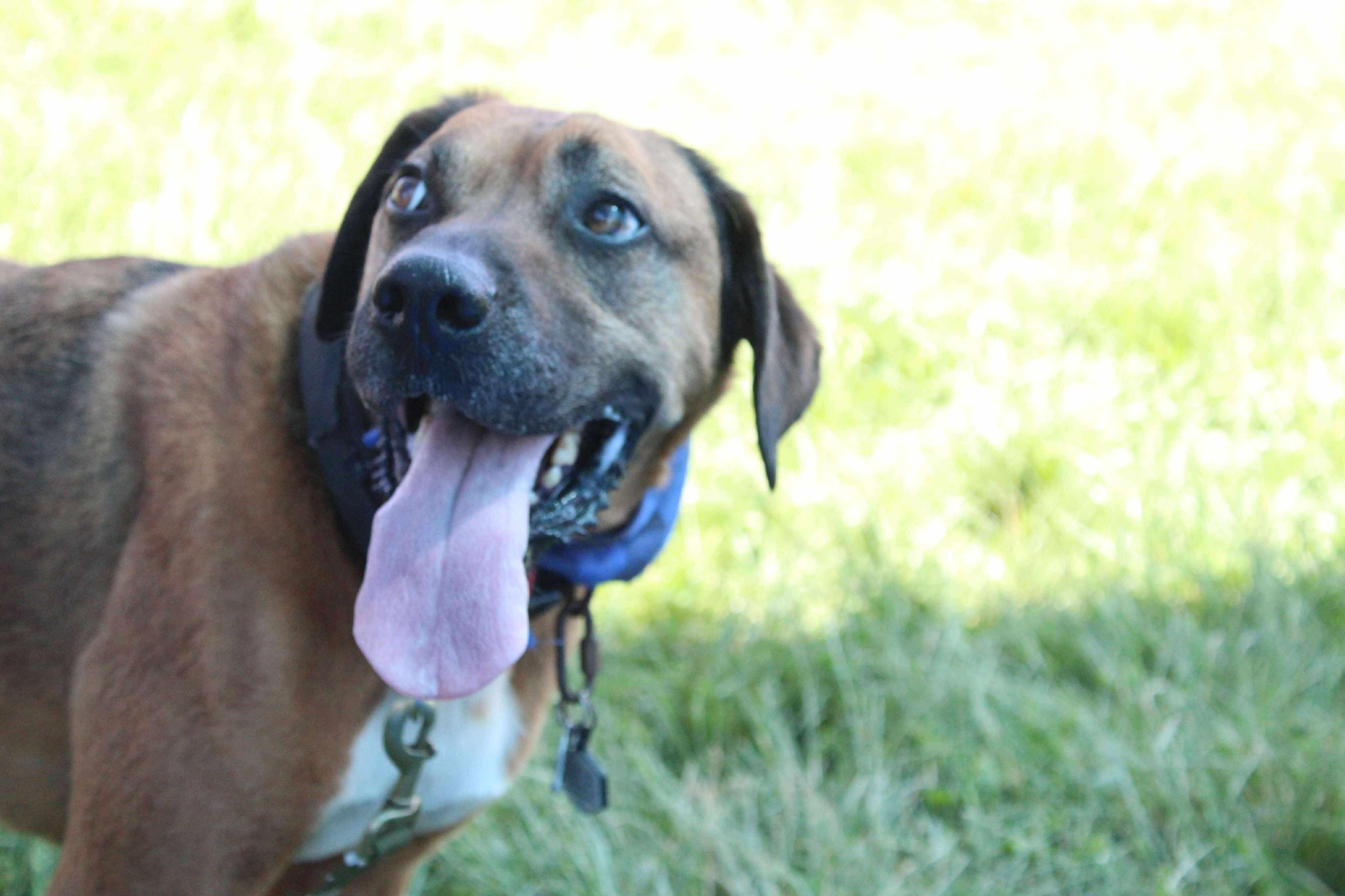 Enlarge Rusty, a Adoptable Black Mouth Cur in Plain City, OH image 2/6