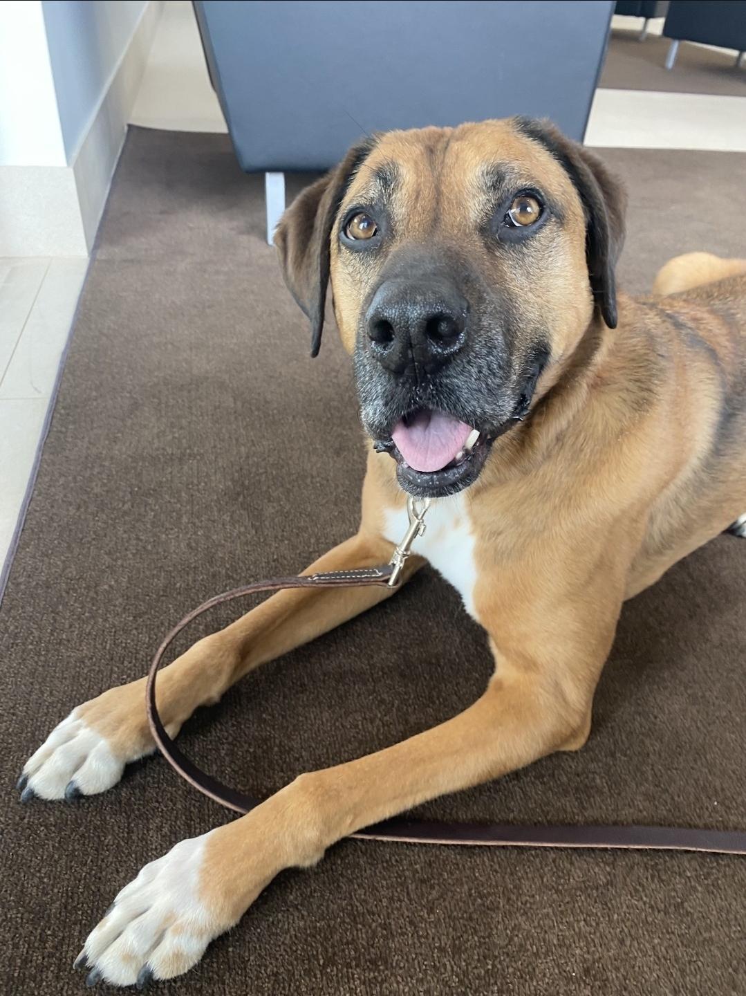 Enlarge Rusty, a Adoptable Black Mouth Cur in Plain City, OH image 2/6