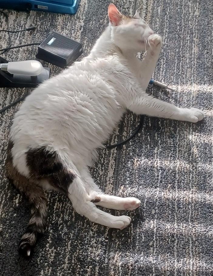 Alvin, Adoptable, Adult Male Domestic Short Hair.