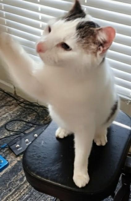 Enlarge Alvin, a Adoptable mixed breed in Evans, GA image 2/2