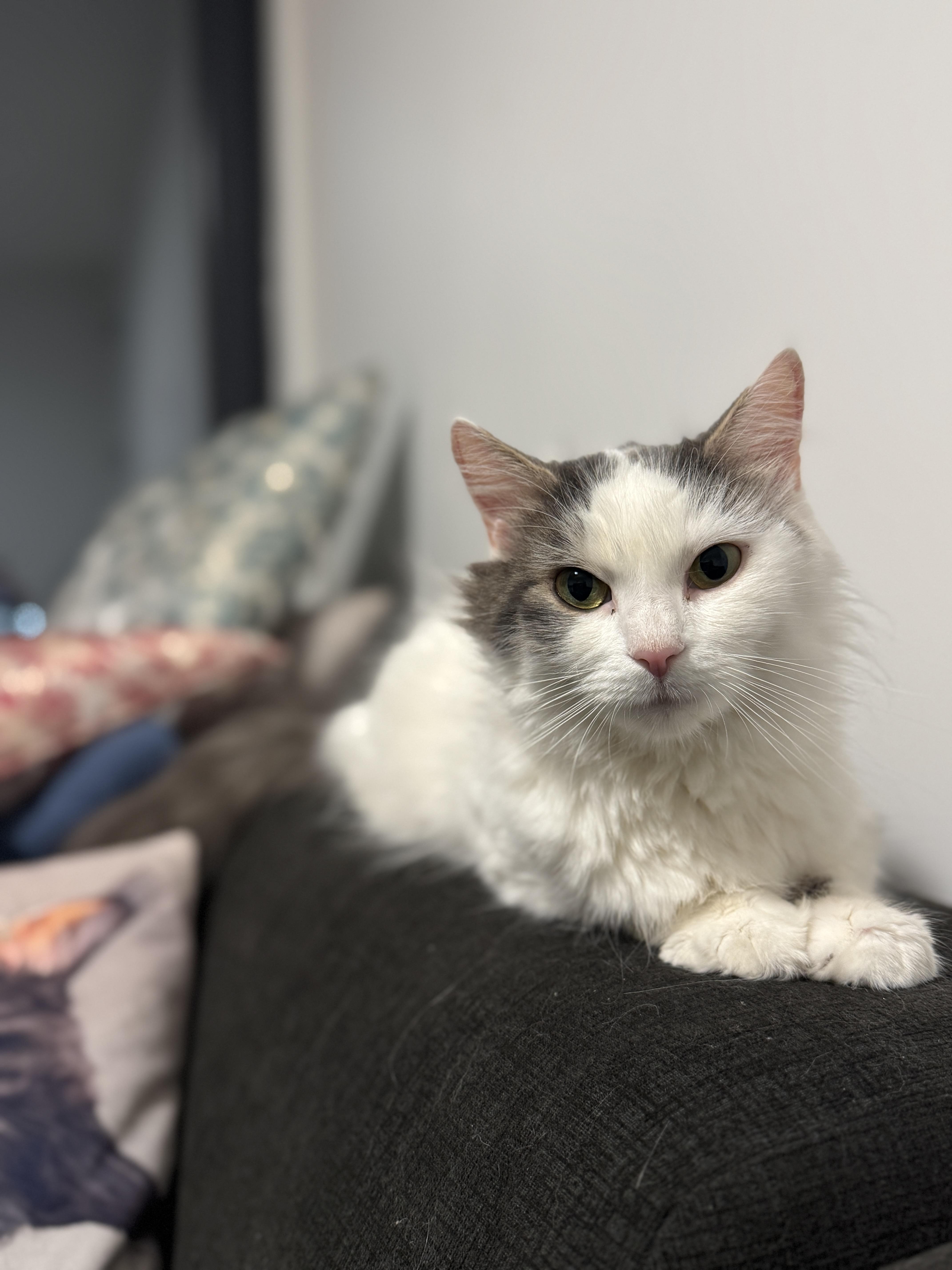 Luna, ADOPTABLE, Young Female Domestic Long Hair.