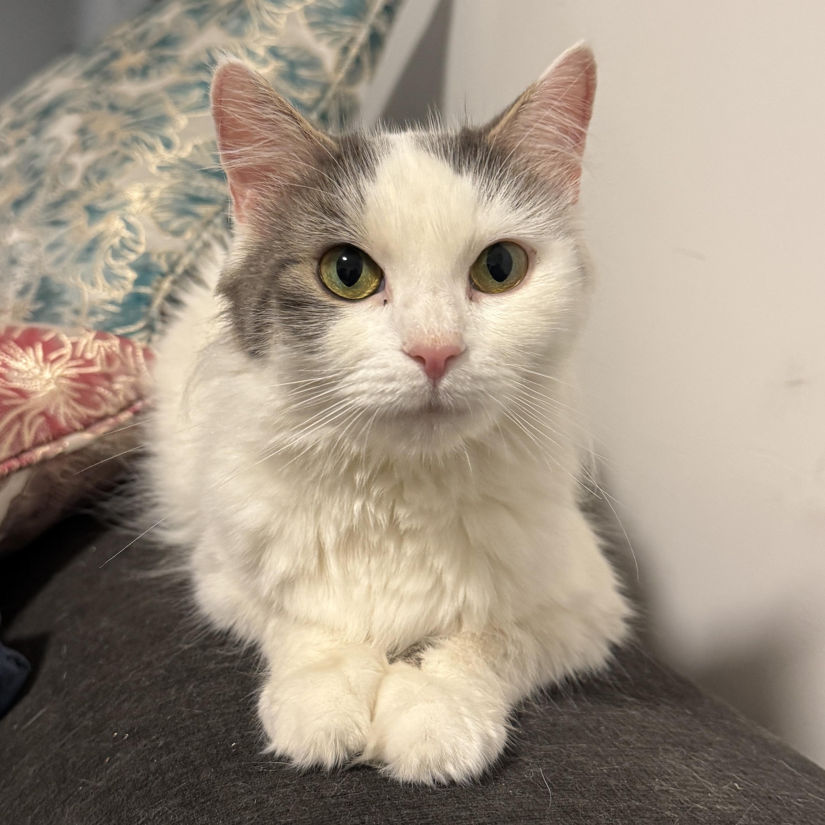 Enlarge Luna, a ADOPTABLE Domestic Long Hair in Bayonne, NJ image 4/4