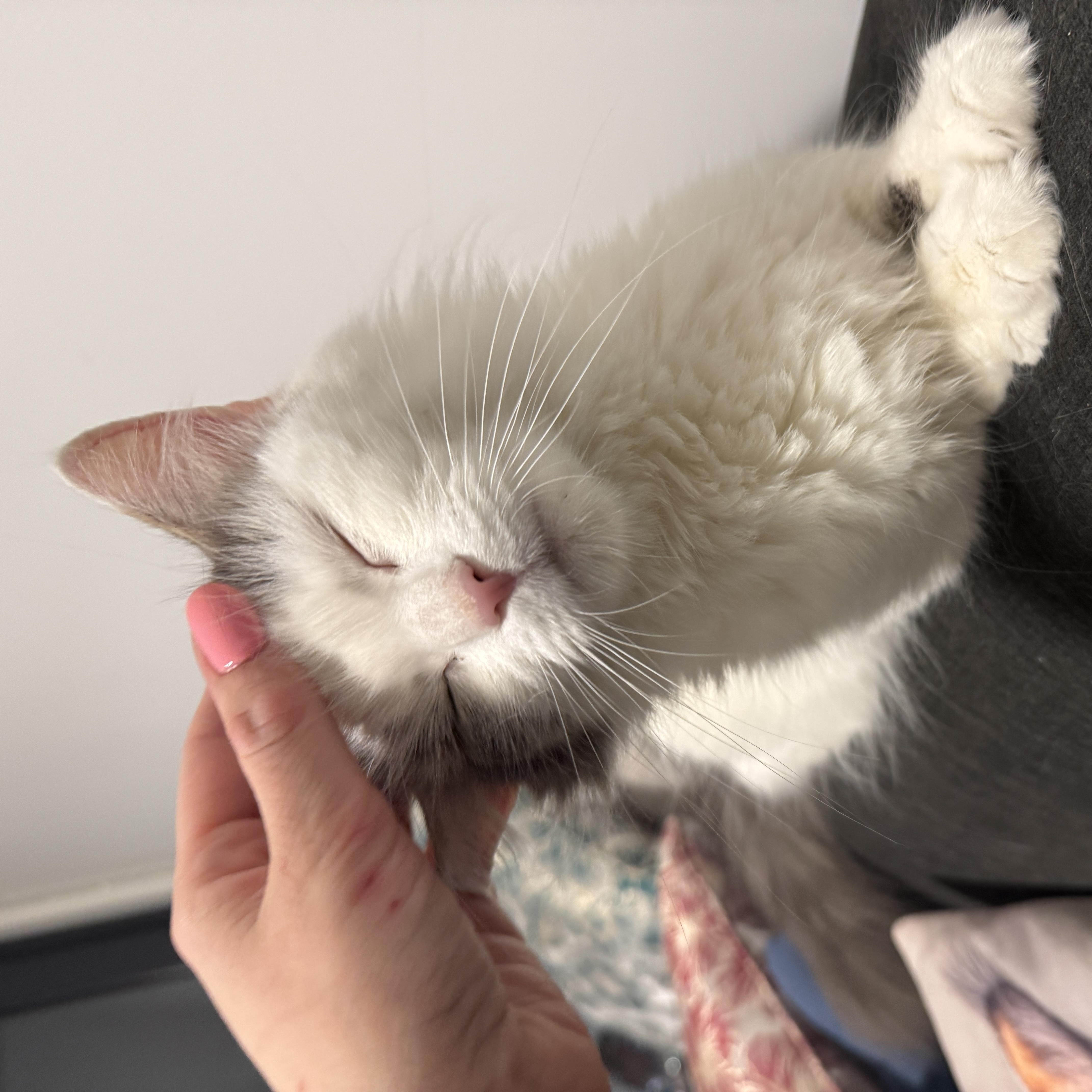 Enlarge Luna, a ADOPTABLE Domestic Long Hair in Bayonne, NJ image 3/4