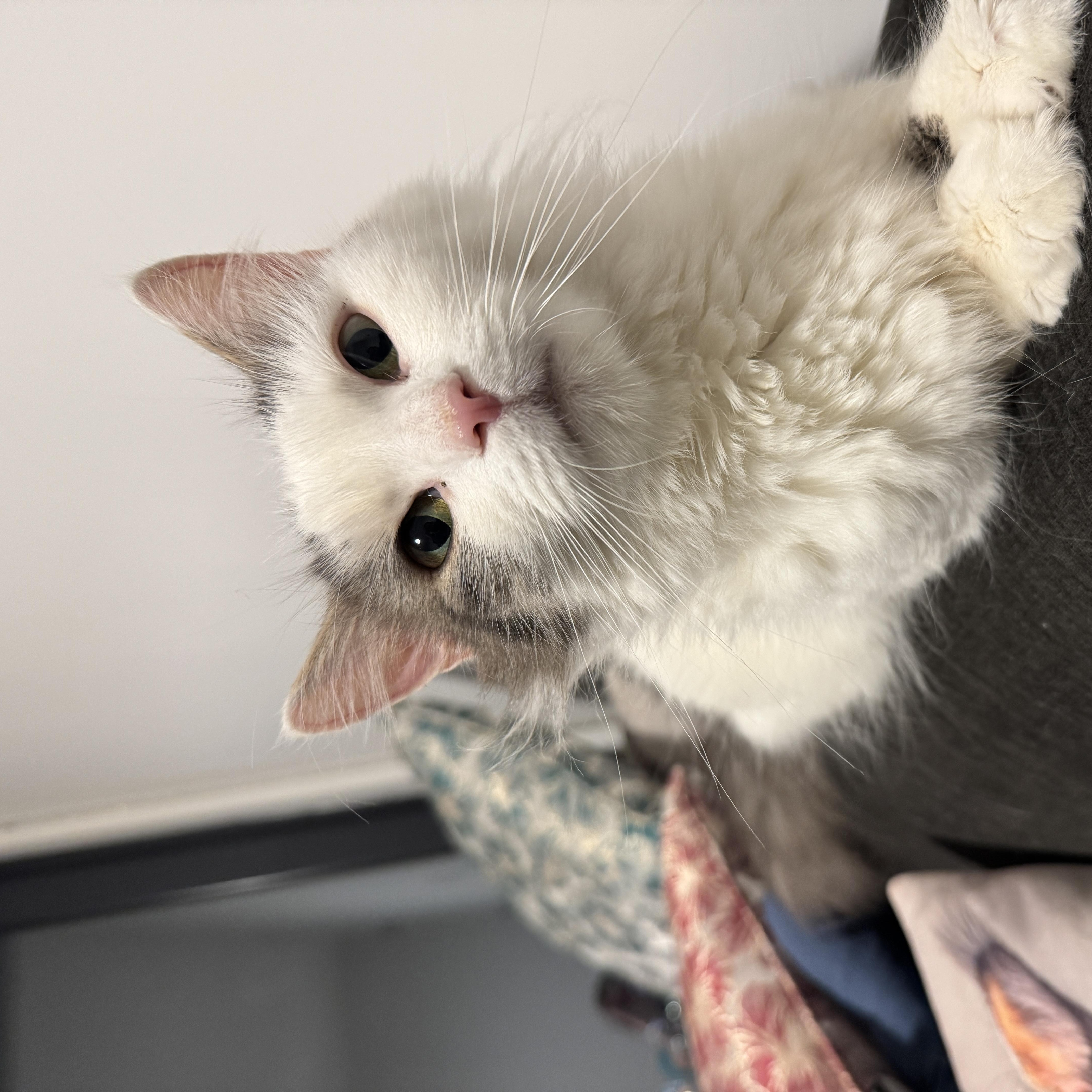 Enlarge Luna, a ADOPTABLE Domestic Long Hair in Bayonne, NJ image 2/4