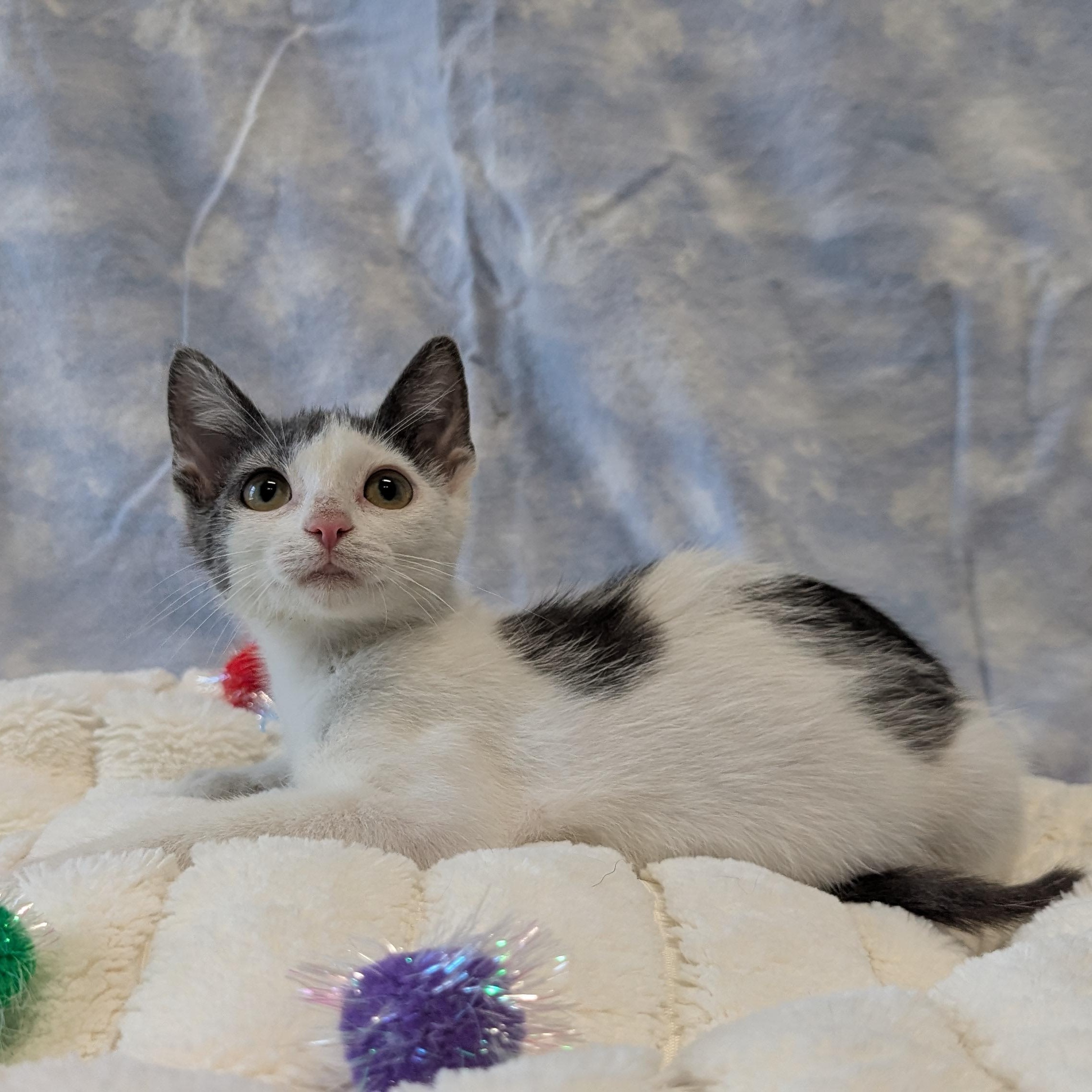 Pterodactyl, ADOPTABLE, Kitten Female Domestic Short Hair.