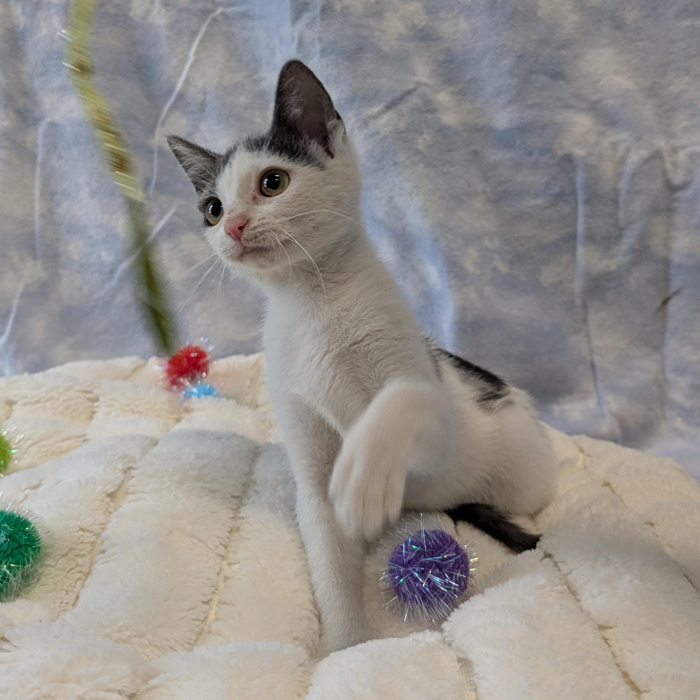 Pterodactyl, a ADOPTABLE Domestic Short Hair in Lowell, AR image 6/6