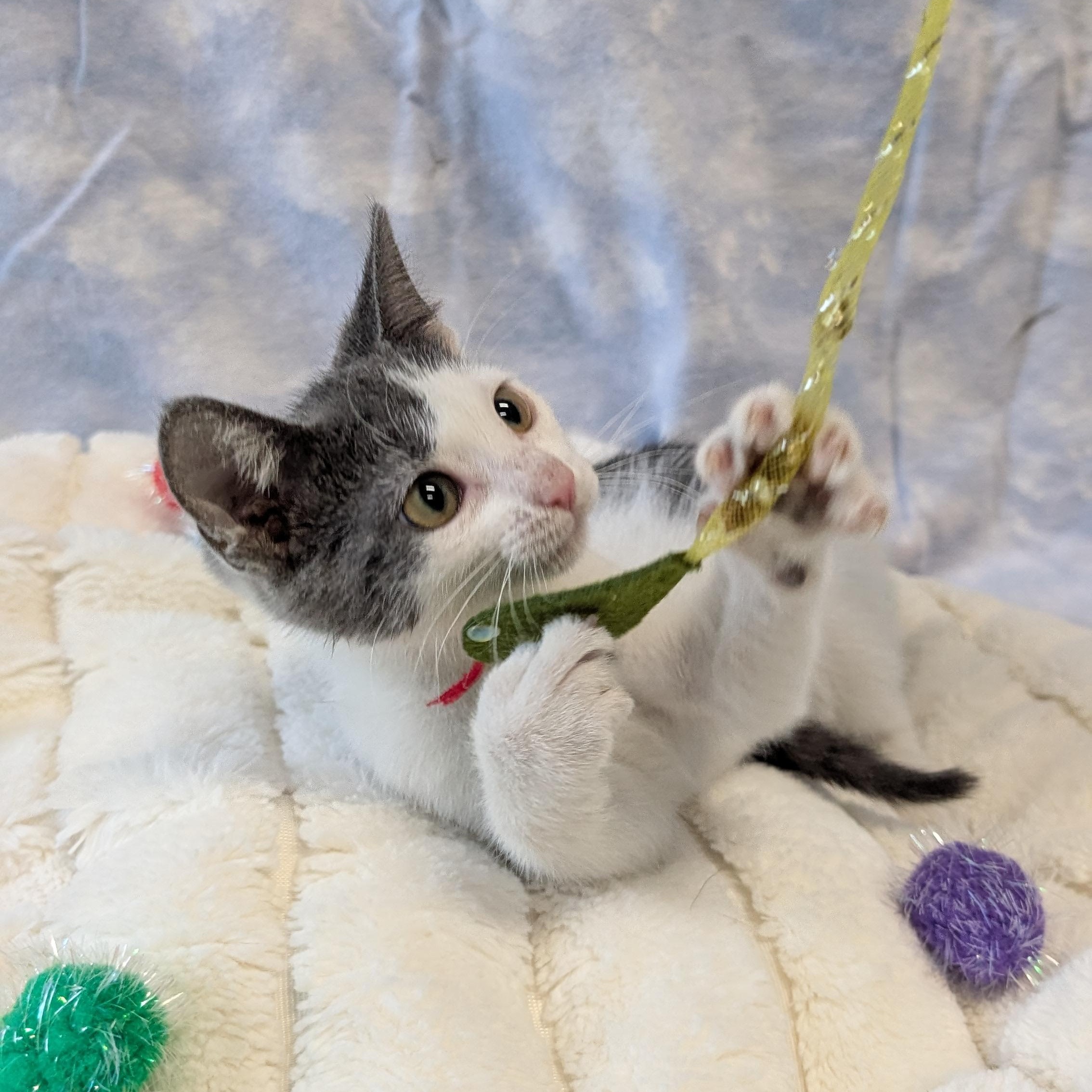 Pterodactyl, a ADOPTABLE Domestic Short Hair in Lowell, AR image 5/6