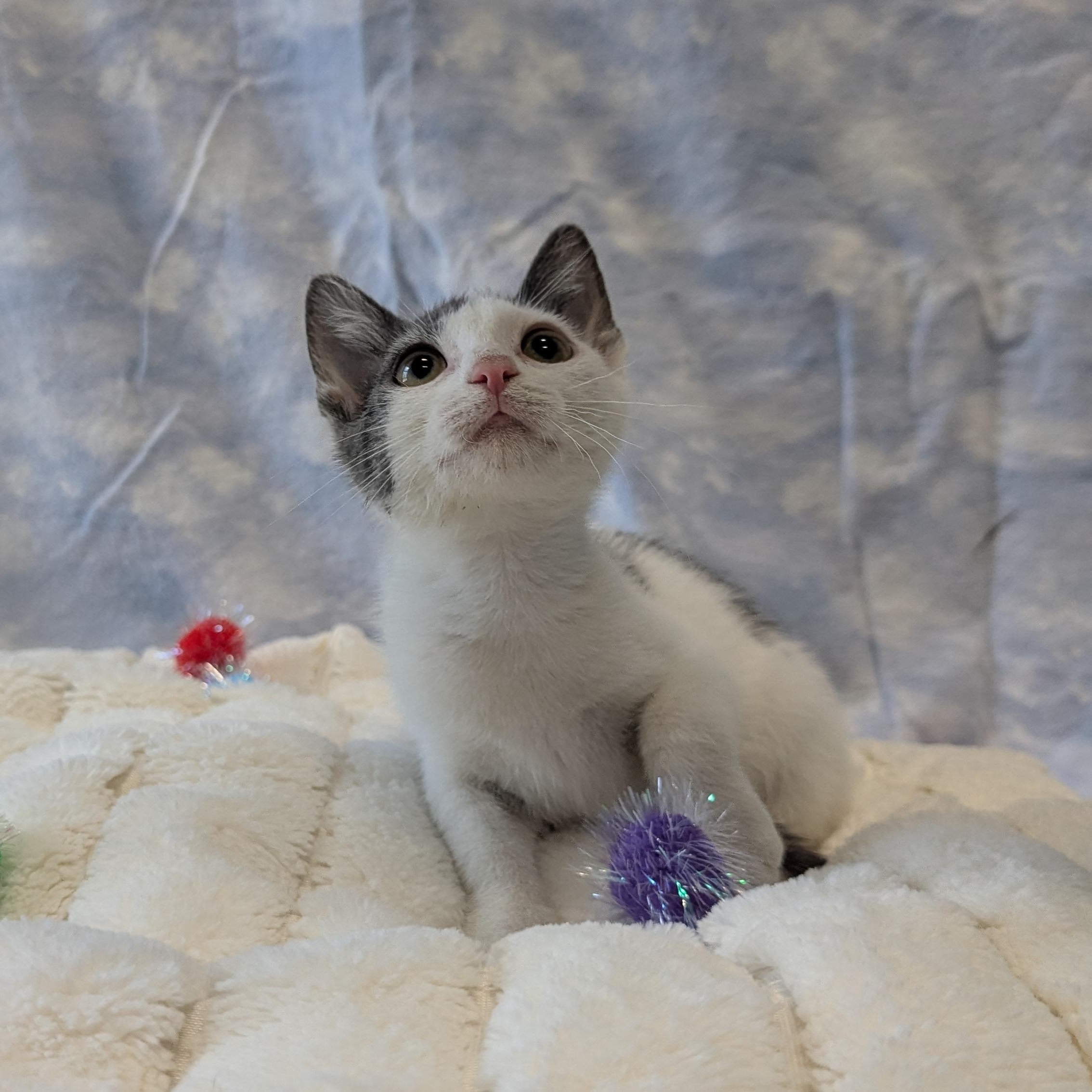 Pterodactyl, a ADOPTABLE Domestic Short Hair in Lowell, AR image 3/6