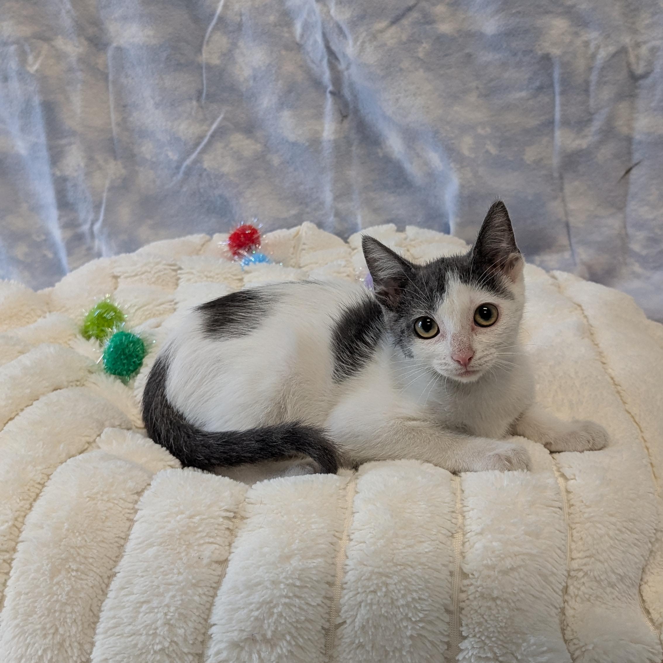 Pterodactyl, a ADOPTABLE Domestic Short Hair in Lowell, AR image 4/6