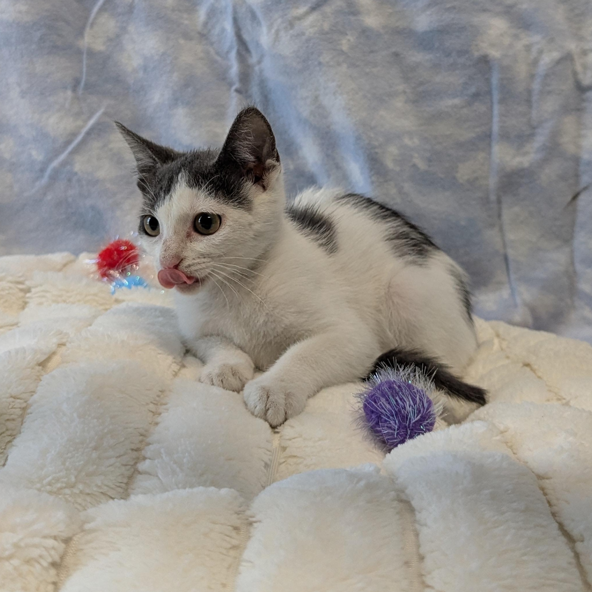 Pterodactyl, a ADOPTABLE Domestic Short Hair in Lowell, AR image 2/6